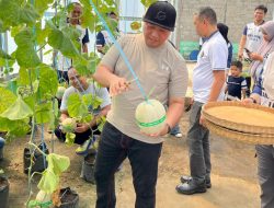 Panen Perdana Melon di Green House Lapas Tanjung Raja Dukung Program Ketahanan Pangan