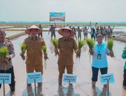 Bupati Ogan Ilir Ikuti Gerakan Tanam Nasional untuk Antisipasi Dampak El Nino