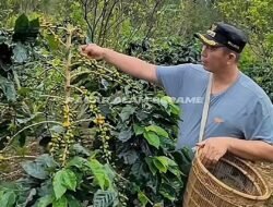 Kopi Pagaralam Tembus Barcelona 2026 dan 20 Besar KKSI, Ludi Oliansyah Dorong Raden Kuning Mendunia