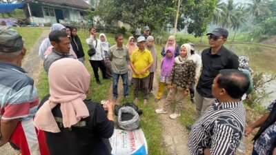 Wujud Hilirisasi Batu Bara untuk Pertanian, PTBA Bersama UGM Uji Coba Pupuk Kalium Humat di Sawahlunto